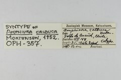 File:Amphiura calbuca - OPH-000357 label.tif (Category:Echinodermata in the Natural History Museum of Denmark)