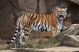 Amur Tiger (16250365802).jpg