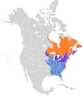 Amerikaanse zwarte eend