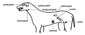 The endocrine organs of the dog. Anatomy and physiology of animals Main endocrine organs of the body.jpg