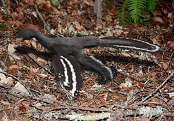 Anchiornis BW.jpg