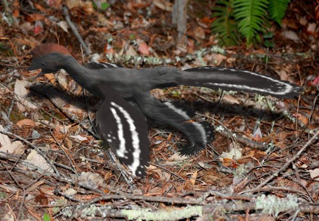 A restoration of the dinosaur Anchiornis, showing the crest of feathers on its head