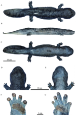 Thumbnail for Jiangxi giant salamander