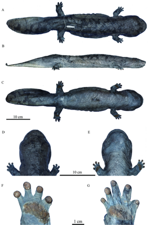 Jiangxi Giant Salamander