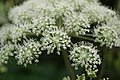 Angelica sylvestris