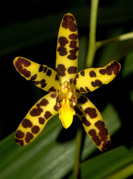 File:Ansellia africana Orchi 2013-03-30 009.jpg