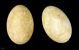 яйцо Anser caerulescens - Тулузский музеум