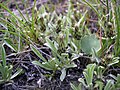 Antennaria dimorpha near Monitor, Chelan County Washington