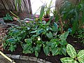 Anthurium Jardin Botanique de Tourcoing.JPG