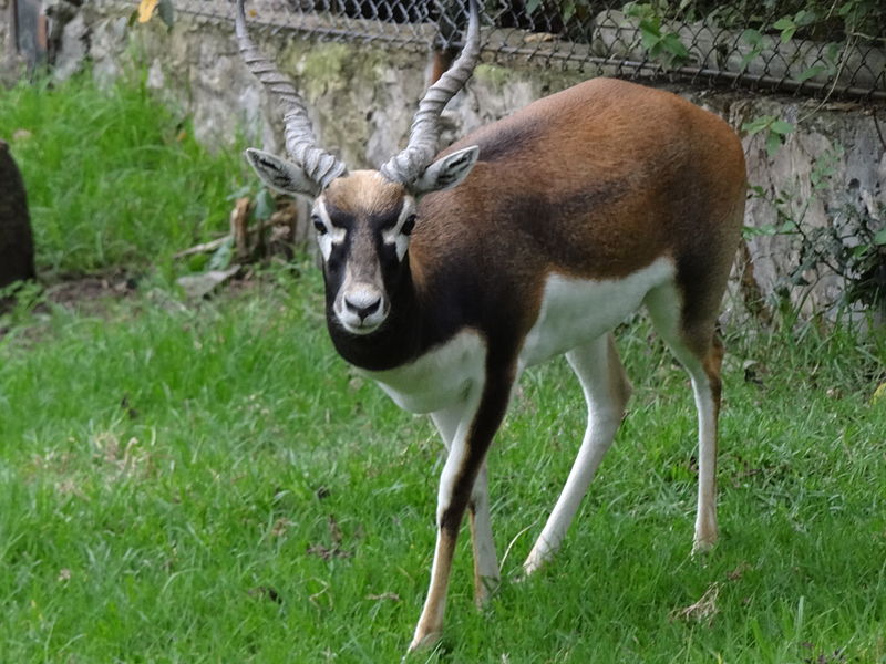 File:Antilope cervicapra 03.JPG