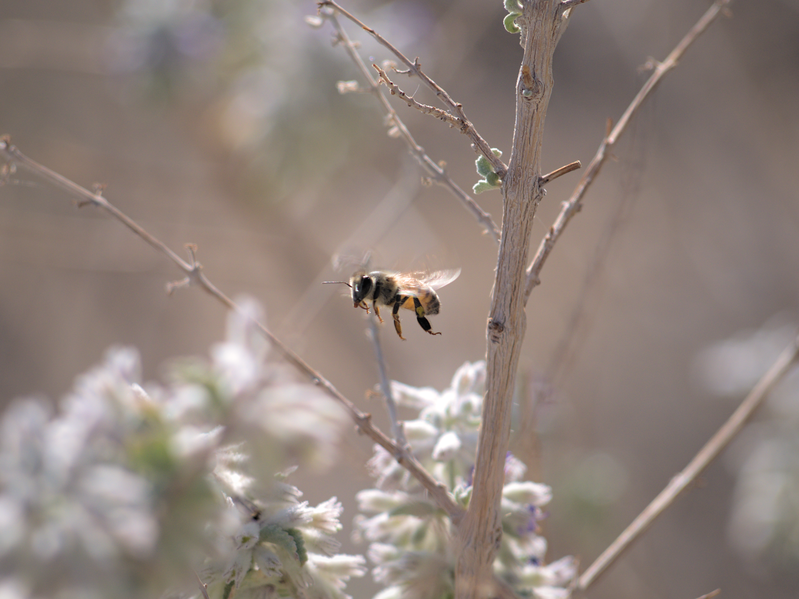 File:Apis mellifera (Honey Bee) in Anza Borrego Desert.png