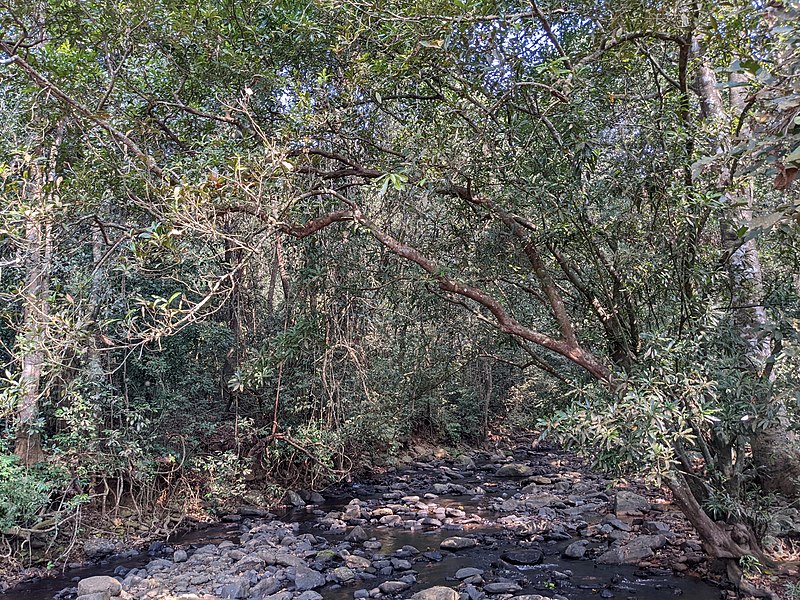 File:Aralam Wildlife Sanctuary during Annual Butterfly Survey 2022 (18).jpg