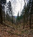 Im Arboretum Freiburg werden viele Flächen nicht forstwirtschaftlich ausgebeutet sondern naturbelassen, hier in der Nähe des höchsten Baumes Deutschlands