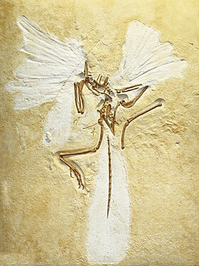 Archaeopteryx lithographica