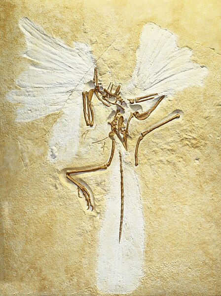 File:Archaeopteryx lithographica, replica of London specimen, Staatliches Museum für Naturkunde Karlsruhe, Germany - 20100925.jpg