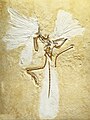 Archaeopteryx lithographica, replica of London specimen, Staatliches Museum für Naturkunde Karlsruhe, Germany - 20100925.jpg