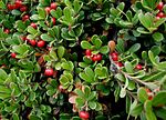 Miniatura para Arctostaphylos