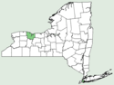 Argemone mexicana NY-dist-map.png