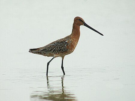 Asian Dowitcher 6436.jpg