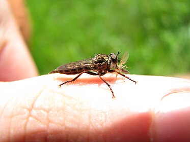 Asilidae member. (jpg)