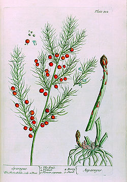 Asparagus botanical.jpg