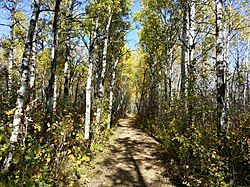 Assiniboine Forest, Aspen Trail.jpg