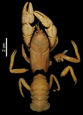 <i>Astacoides petiti</i> Species of crayfish