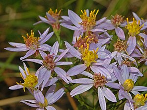 Flowers of G. sedifolia Asteraceae - Aster sedifolius.JPG