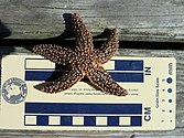 Asterias forbesi