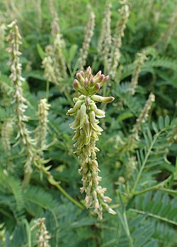 Astragalus falcatus kz03.jpg