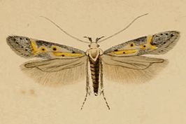 Athrips nigricostella