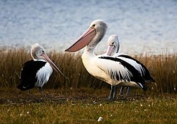 Australian Pelicans.jpg