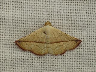 <i>Autoba versicolor</i> Species of moth