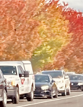 Autumn leaves in Central Boulder, Colorado