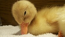 Pekin duckling Baby Duck.jpg