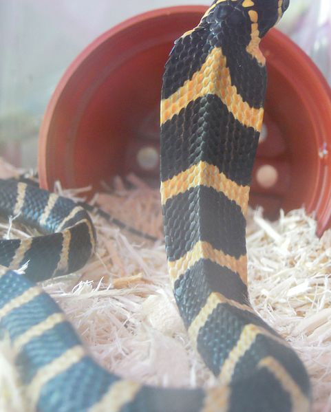 A baby king cobra showing its chevron pattern on the back