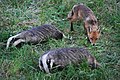 Badgers and fox foraging.jpg