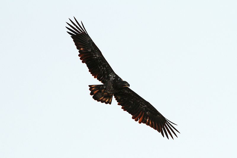 File:Bald Eagle - Haliaeetus leucocephalus, Conowingo Dam, Darlington, Maryland.jpg
