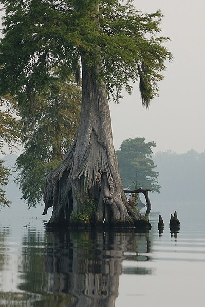 File:Bald cypress at the Great Dismal Swamp National Wildlife Refuge, Va.jpg