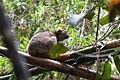 Bamboo lemur Prolemur simus (15905595641).jpg