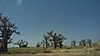 Baobab trees in Zamfara