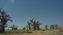 Baobab trees