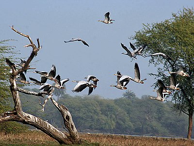 Elflugo ĉe Bharatpur, Raĝastano, Barato