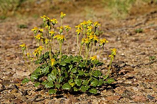 <i>Bartlettia</i> Genus of flowering plants