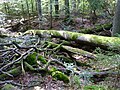 Liegendes Totholz im Urwaldgebiet Mittelsteighütte im Nationalpark Bayerischer Wald