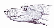 B. cynops head restoration Bauria DB.jpg