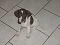 Beagle puppy Ty sitting on white tiles.jpg
