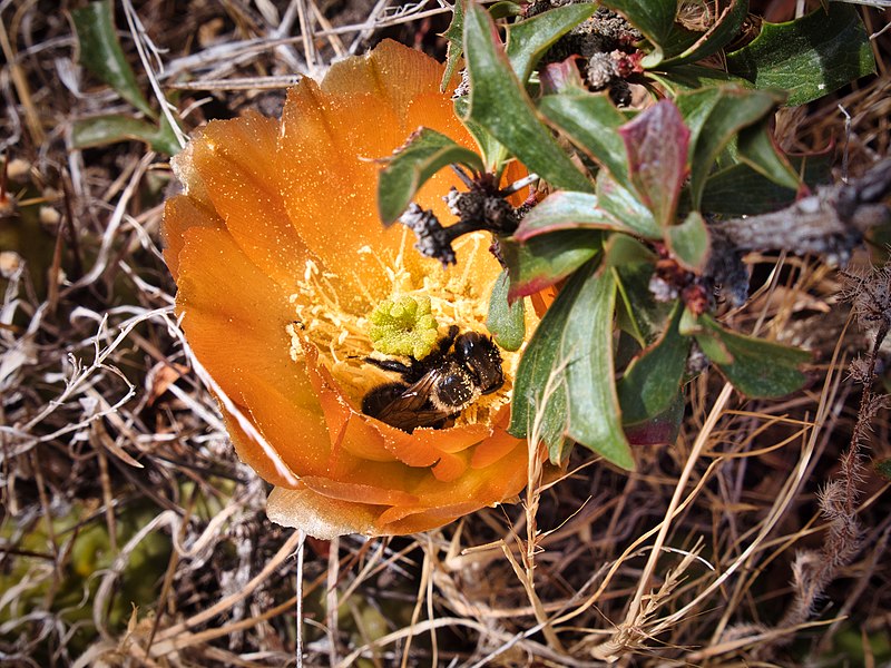 File:Bee in Maihueniopsis darwinii.jpg