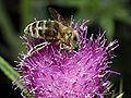 Biene mit Pollen auf einer Kratzdistel