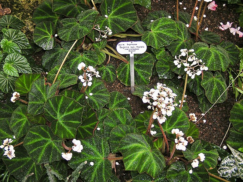 File:Begoniaceae Begonia solimutata 1.jpg